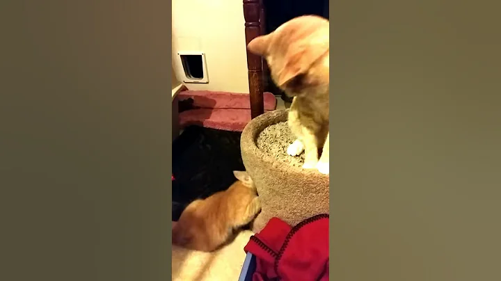 Woody and dad tussling
