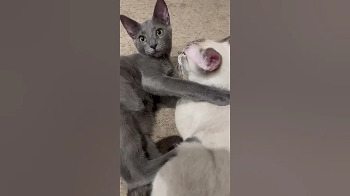 Video 5804341: siamese russian blue cats, russian blue cat playing, cute siamese cat playing