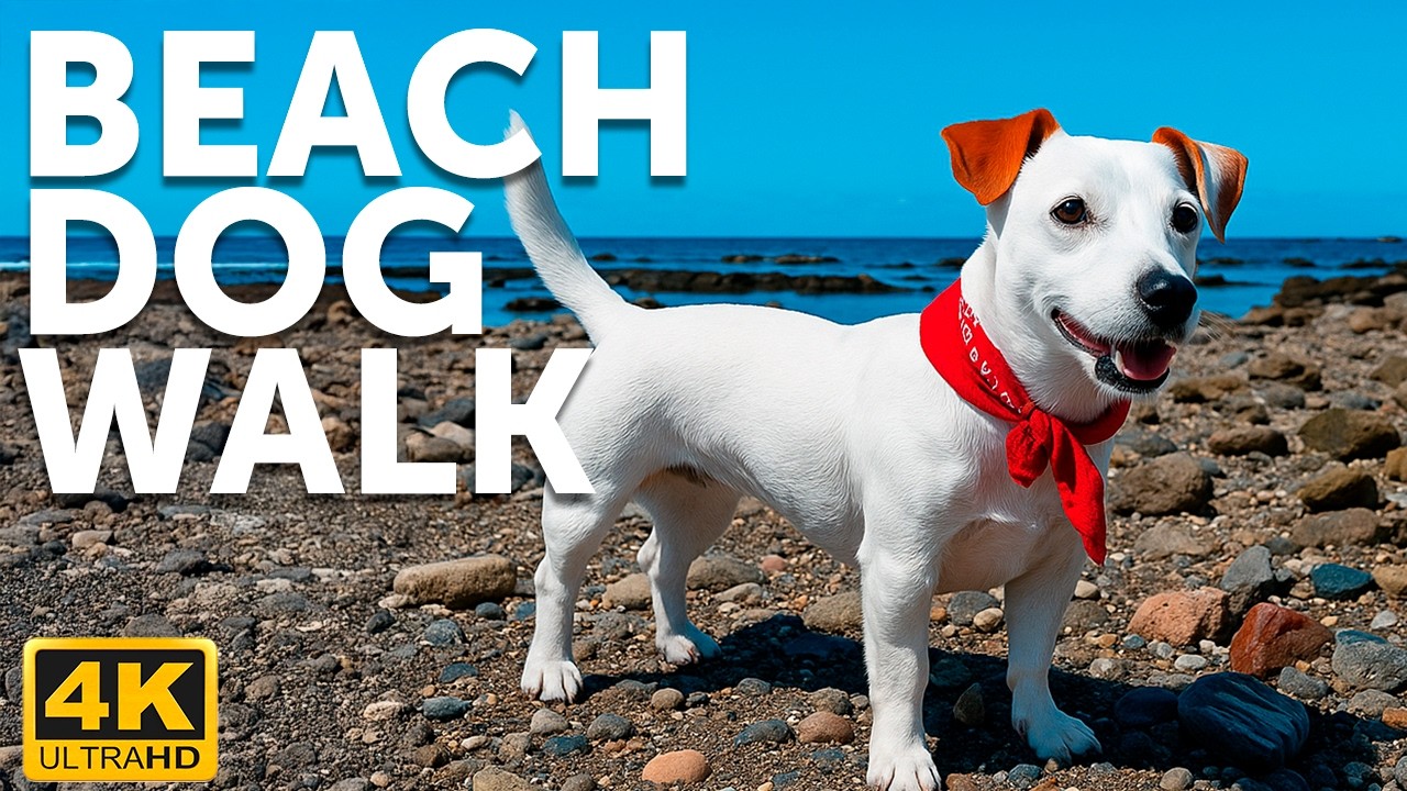 Телевизор для собак: Прогулка с собакой на вулканическом пляже на Тенерифе 4K HDR.