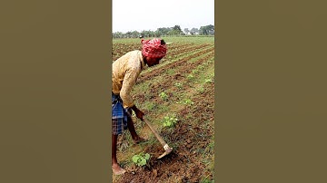 Taking Care of Cucumber Field #shorts
