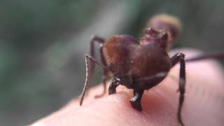 Soldier Leaf cutter ant biting my finger