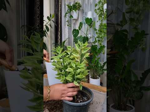 پدیلانتوس یا ستون فقرات شیطان