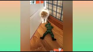 Gatinhos mi4ndo e fal4ndo bonito compilação gato   miado de gato   som de gatos miando engraçado screenshot 2