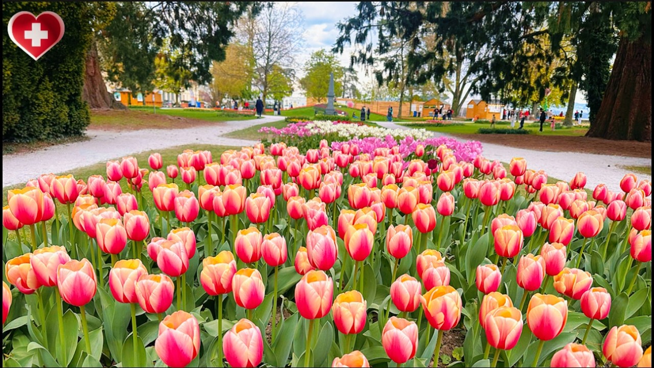 Прекрасная Швейцария, Морж, Фестиваль тюльпанов: Прогулка, чтобы почувствовать весну[4k]