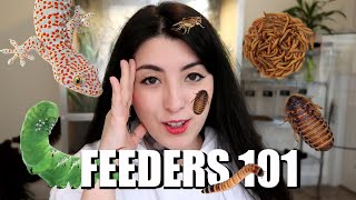 5 Feeder Insects for Pet Reptiles and Amphibians | Emzotic