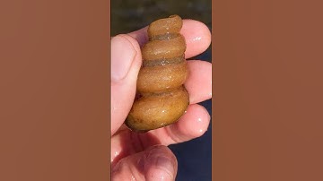 Crystallized gastropod Fossil found in North Texas