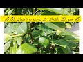 Gher Mn Lagy Pear`s plant Per Pear's Lag Gae