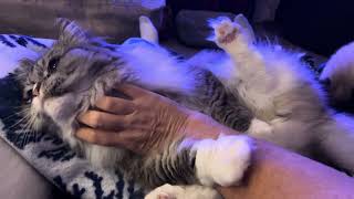 Calvin's Belly Rub: It's NOT a Trap by KittyKittyPurrPurr 22 views 3 months ago 38 seconds