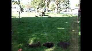 Sprinkler pipe pulling