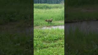 Venčenie Po Prichode Zo Psieho Salonu