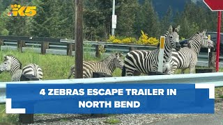 3 zebras captured, 1 loose after escaping trailer in North Bend near I-90