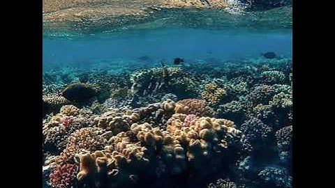 ماتيسر من سورة الملك بصوت الشيخ احمد العجمي