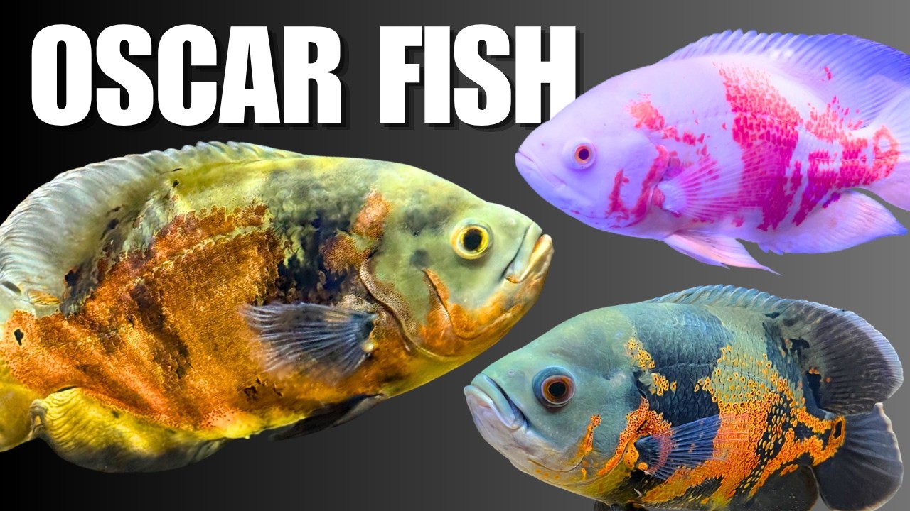 How to Keep Oscar Fish: Complete Care Guide to Tank Setup, Size
