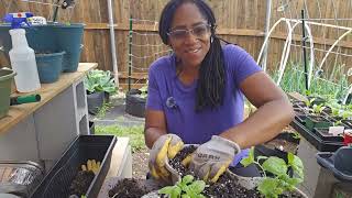 Spending time in my spring garden before heading out of town. #garden #gardening #plants #harvest