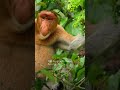 For proboscis monkeys, size DOES matter... apparently🐒👃 #Underdogs