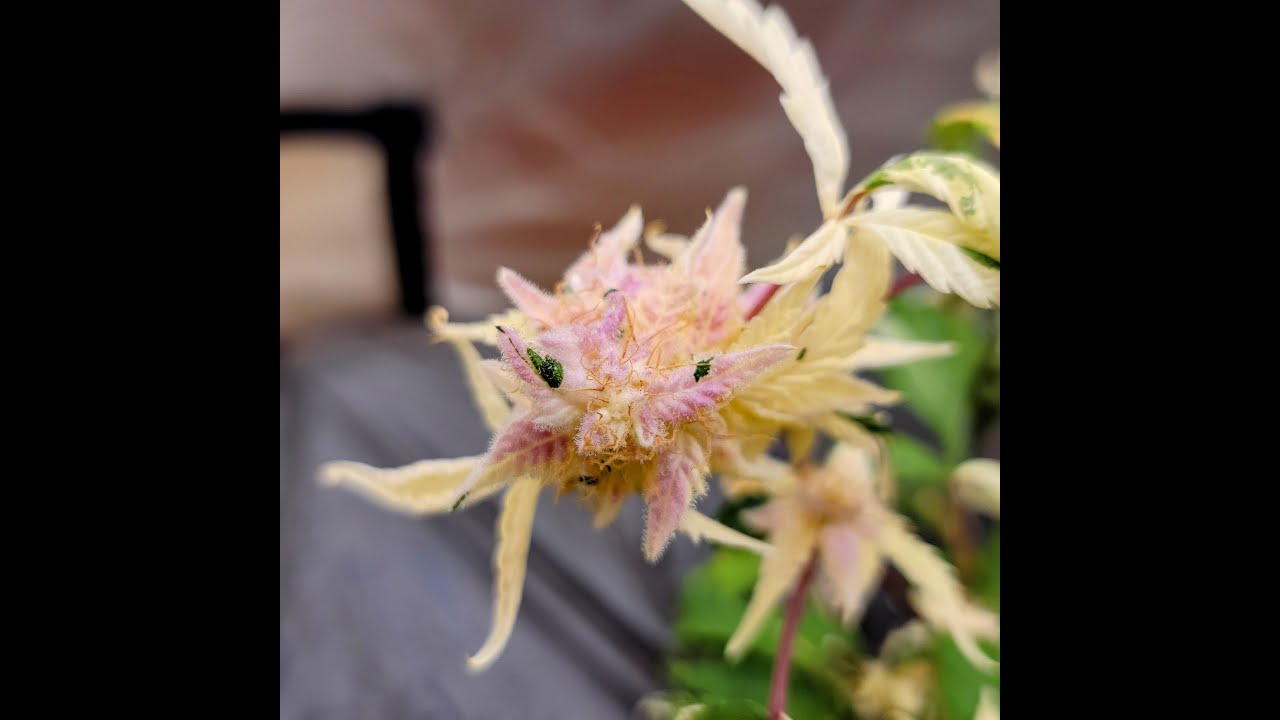 Albino Cannabis Buds Turning PINK!!