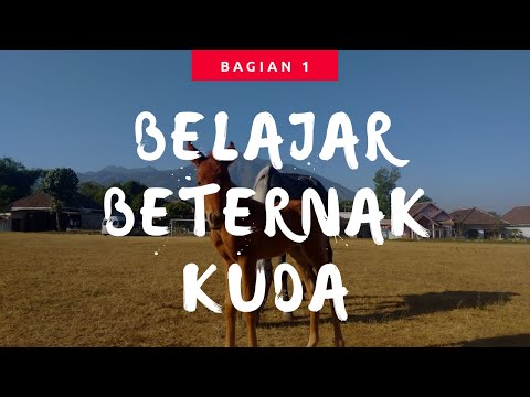 Video: Cara Beternak Kuda