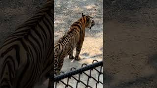 TIGER TOPIA ZOO 🐯🐍 | Tiger Topia Sriracha Zoo Pattaya | Tiger Topia | Tiger Show | kodalivlogs