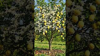 #LemonFarm🌱 #FarmToHarvest🎥 #NatureTimelapse🚜 #CinematicFarming