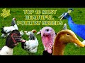 TOP20 MOST BEAUTIFUL POULTRY, rare breeds of chicken, geese, ducks, guinea fowl, pigeons film
