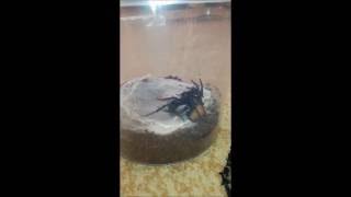 Matingdopuszczanie Macrothele Taiwanensis