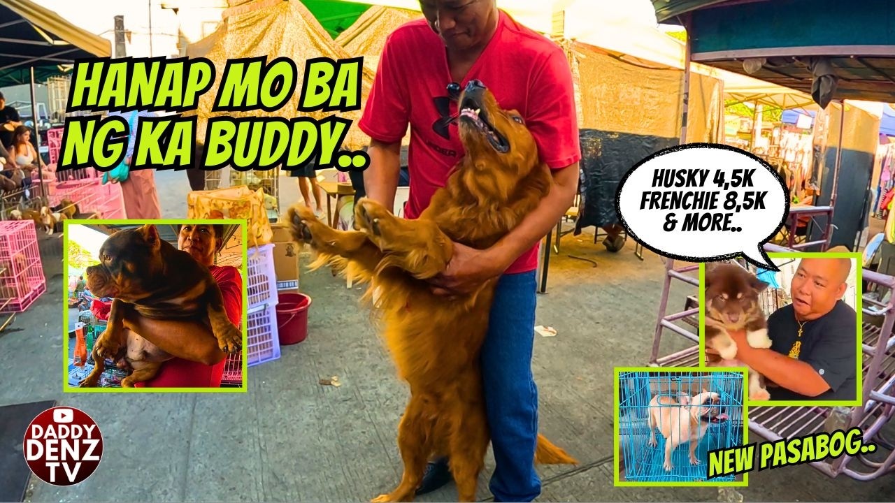 MERON NA DIN BASIC OBEDIENCE../ PASABOG NI MONCHING / CONT'N @GROTTO PETS & LIVESTOCK MARKET