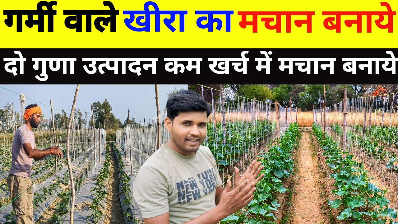 खीरा में मचान कैसे बनाये//मचान कैसे बनायें//khira ki kheti kab aur kaise Karen//khire ki kheti