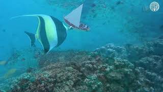 Soft Horizons — Dreamy Synthwave for Focus, Night Drive & Relax | Life Music Studio screenshot 4