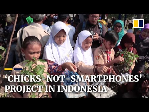 Indonesian kids given pet chicks in effort to wean them off smartphones