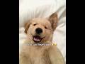 POV: you have a dog 🐶 #dog #dogmom #petparents