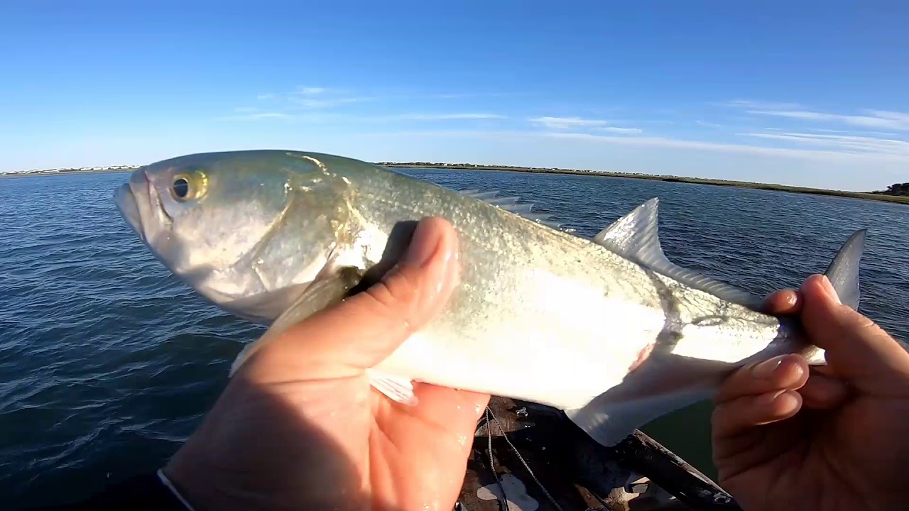 FISH ON! Founder, Spanish Mackerel and Blue Fish Summer Fishing