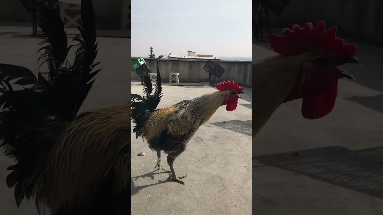 Long Singing Denizli Rooster🧿 