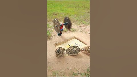 Amazing bird trap using old tool - quail trap #shortvideo #shorts #youtubeshorts