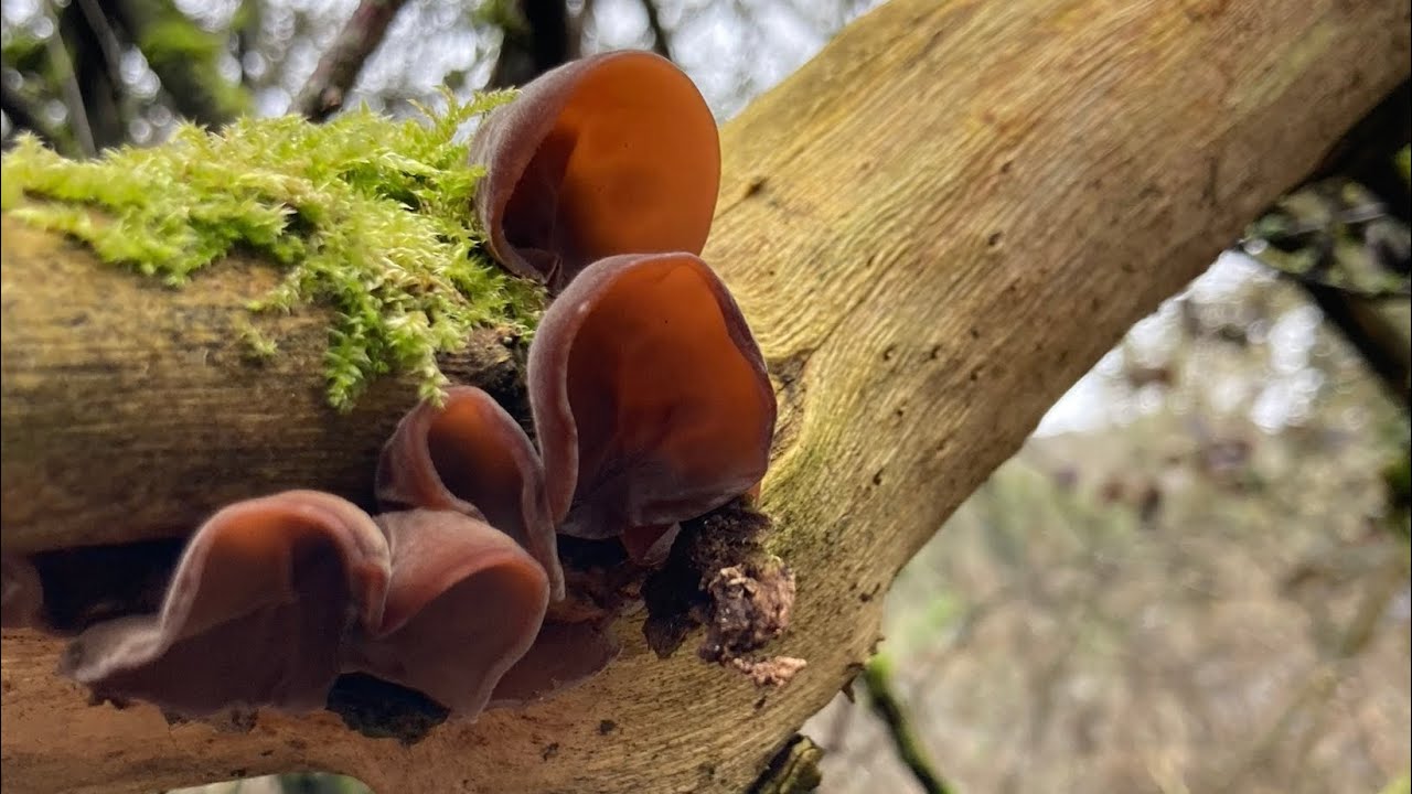 Sortie oreilles de judas / un point culture de morilles 🥲