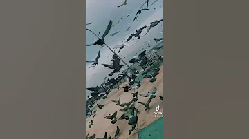 حسين الجسمي روحي انا راضي غيابك يا حياتي حالات حزينه حسين الجسمي 