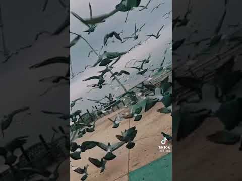 حسين الجسمي روحي انا راضي غيابك يا حياتي حالات حزينه حسين الجسمي