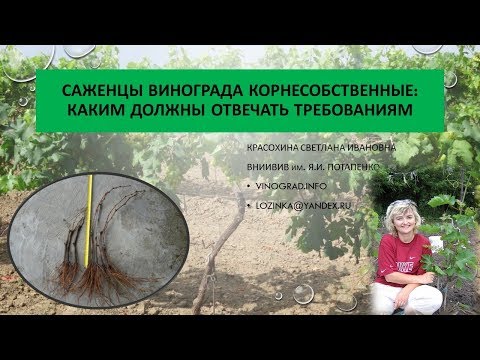 Корнесобственные саженцы винограда. Красохина СИ, апрель 2017