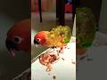 #comedy #funny #birds #talkingparot #birdsounds #parrot 🦜🦜🦜🦜
