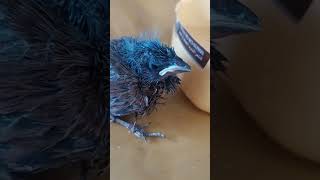 عصفور صغير ومريض.   A sick little bird