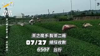 《茶の魔手》製茶二廠-1120727採茶菁記實