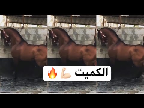تأمل جمال الحصان العربي الكميت