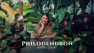 17 ROYAL PHILODENDRONS: My Collection of Philodendron Kings, Queens, Princesses, and Others
