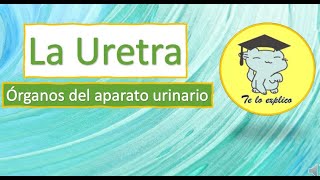 LA URETRA  ÓRGANOS DEL SISTEMA URINARIO