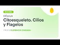 Citoesqueleto. Cilios y Flagelos | Biología | Célula | V4 | Egg Educación