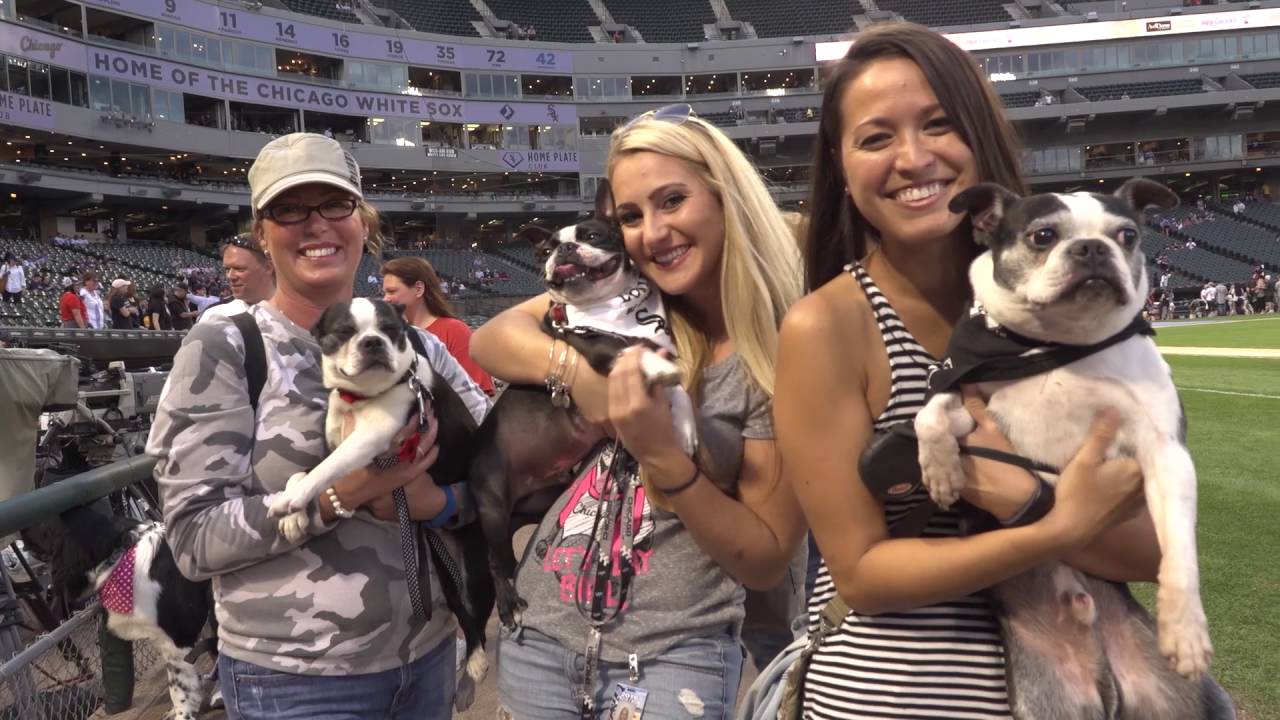 white sox dog day white sox dog day