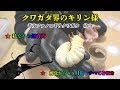 ギラファノコギリクワガタ 体重　フローレス　菌糸交換 マット交換　幼虫 ケイスケ 孵化～３ヶ月～6ヶ月