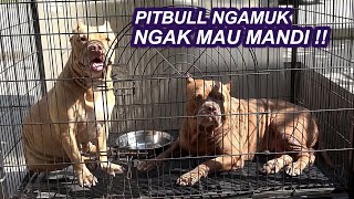 ANJING PITBULL NGAMUK NGAK MAU MANDI.