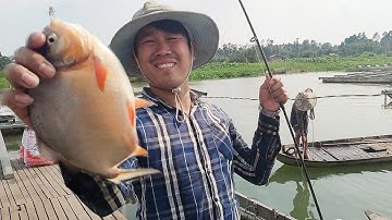 Câu cá ổ | trúng ổ cá chim khủng thả mồi xuống là cắn câu giật mỏi cả tay