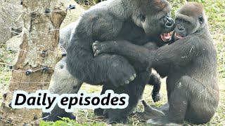 Gorilla D'jeeco family funny daily episodes / 金剛猩猩D'jeedo家族有趣的生活插曲