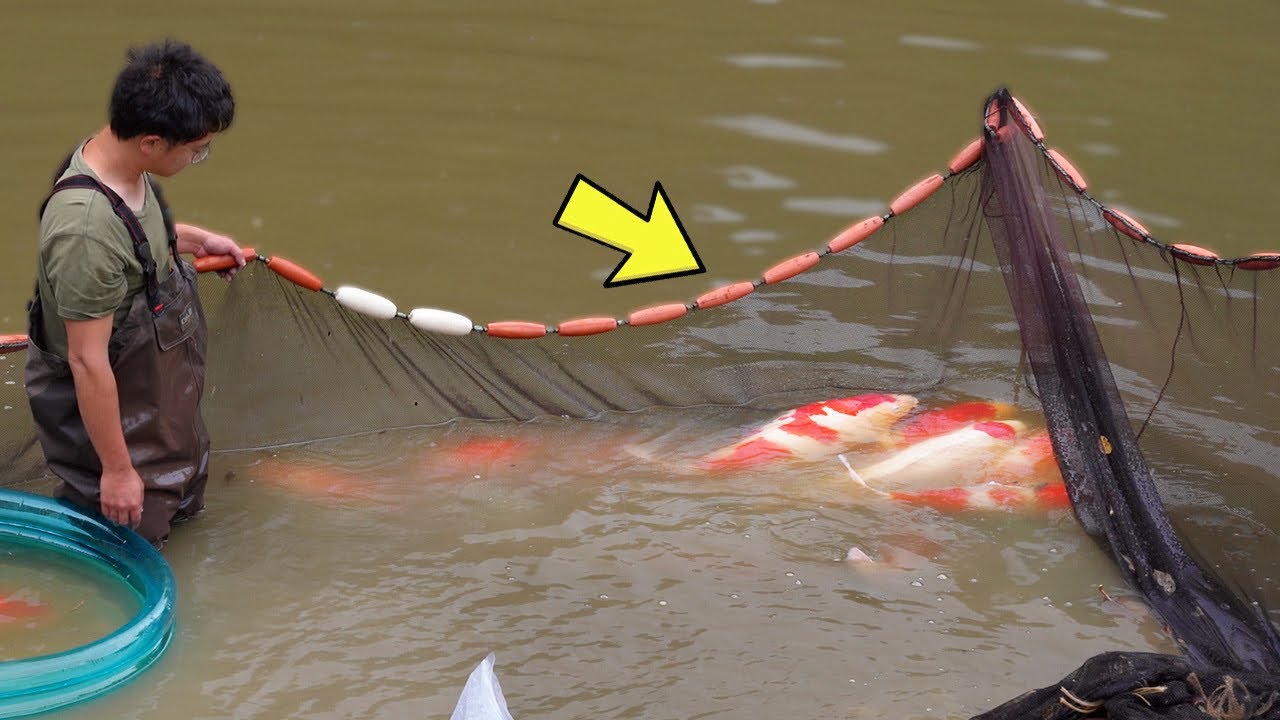 JUMBO KOI! Nogami Mud Pond Harvest!!